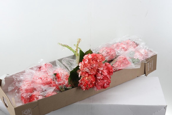 <h4>Hydr Malabec Box</h4>