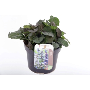 Ajuga reptans Braunherz