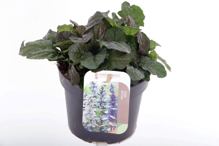 <h4>Ajuga reptans Braunherz</h4>