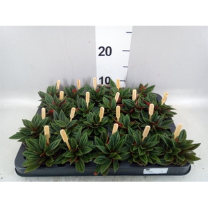 Peperomia cap. 'Rosso'