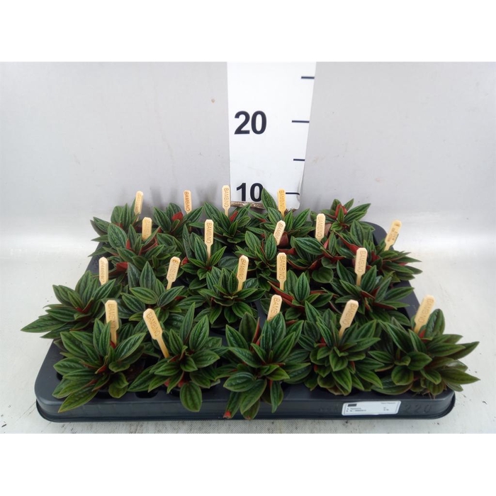 <h4>Peperomia cap. 'Rosso'</h4>