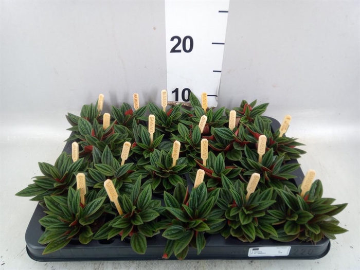 Peperomia cap. 'Rosso'