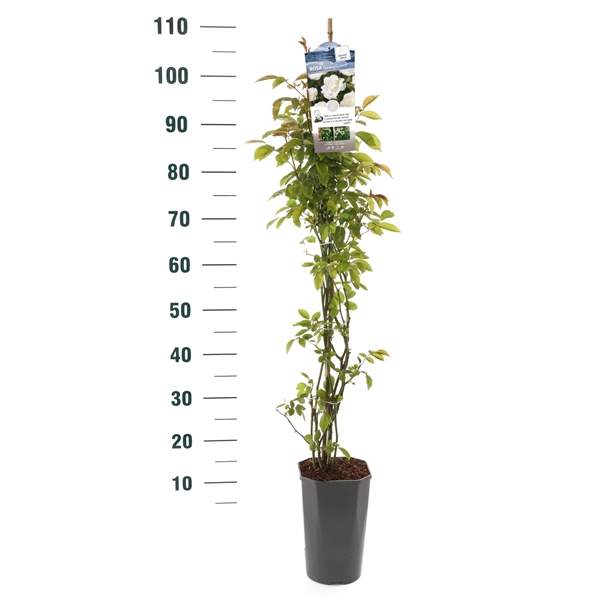 <h4>Rosa 'Climbing Iceberg' - Klim - C3rp - Basic Collection</h4>