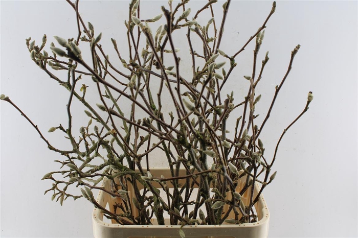 <h4>Magnolia Grandiflora Ex</h4>