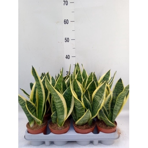 Sansevieria trifa. 'Futura Superba'
