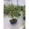 Acer palmatum Deshojo, 25cm.