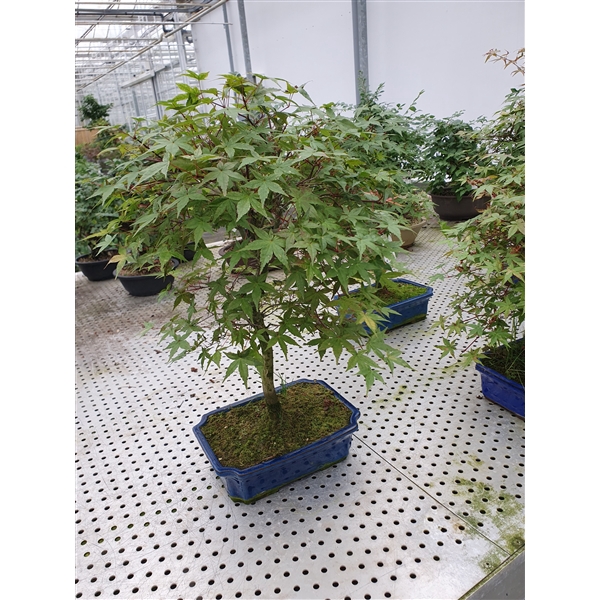 Acer palmatum Deshojo, 25cm.