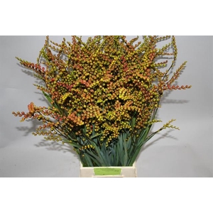 Crocosmia Bes Overig GF van Grieken