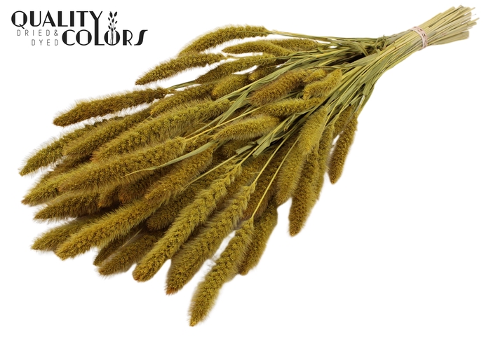 Setaria per bunch Yellow