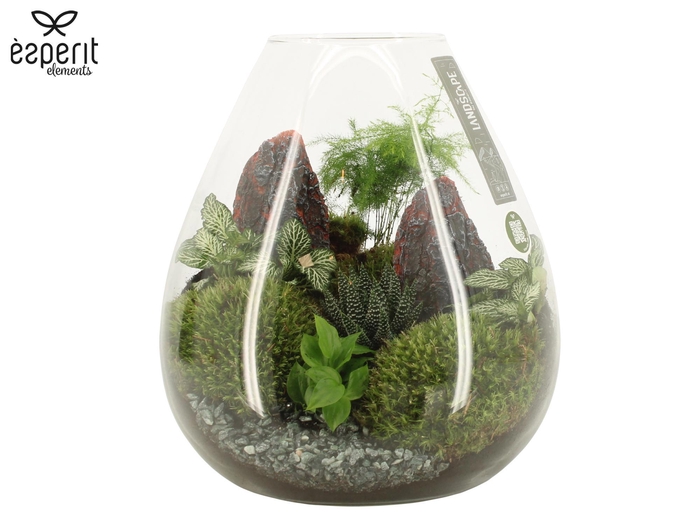 <h4>90761: Landscape arrangement</h4>