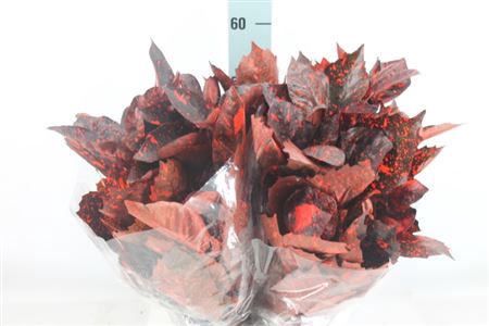 <h4>Aukuba Blad Rood 400 Gram</h4>