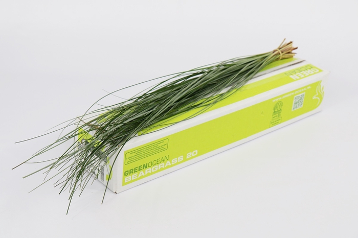 <h4>Beargrass x 20 Green Ocean</h4>