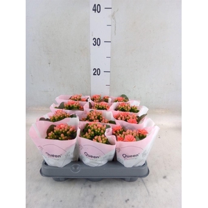 Kalanchoe blos.   ..rosebud