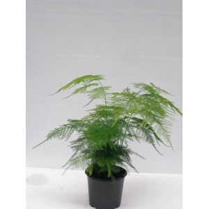 ASPARAGUS SETACEUS P12