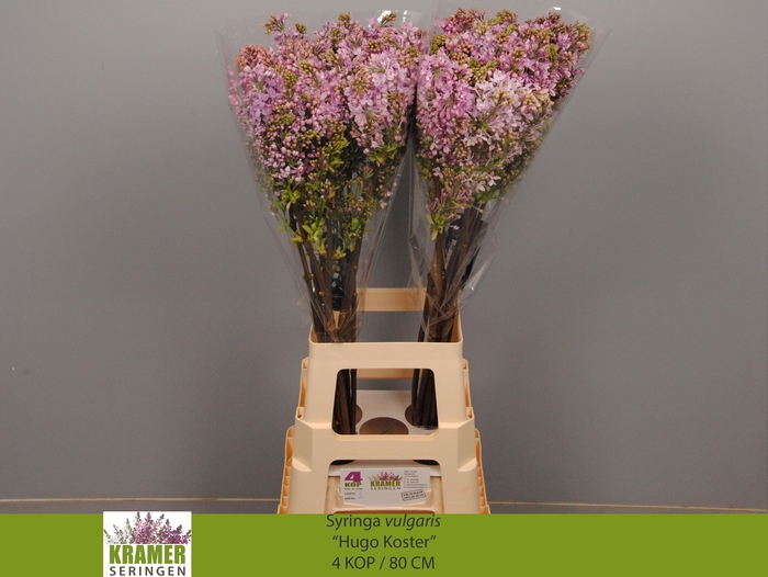 <h4>SYR V HUGO KOSTER</h4>