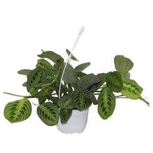 Maranta leuconeura overig