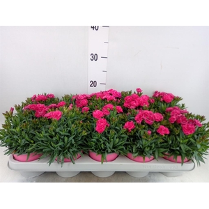 Dianthus car. 'Peman Fancy Cerise'