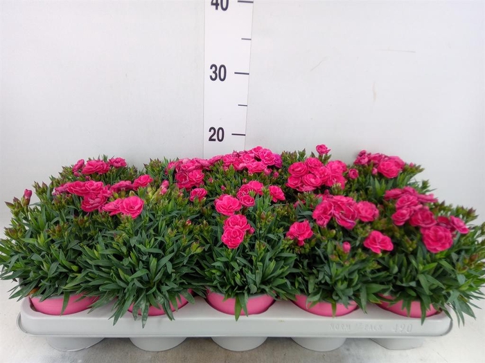 <h4>Dianthus car. 'Peman Fancy Cerise'</h4>