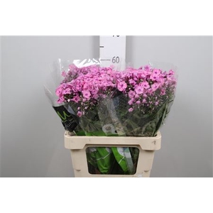 Phlox P Pink Eyes