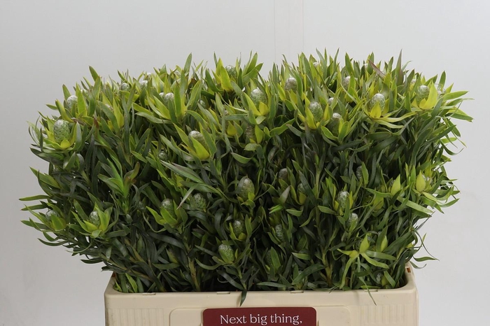 <h4>Leucadendron Pisa Spray</h4>