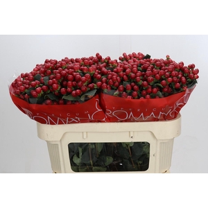 Hypericum True Romance