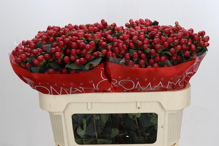<h4>Hypericum True Romance</h4>