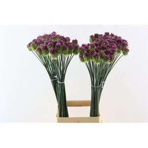 Allium Sphaerocephalon