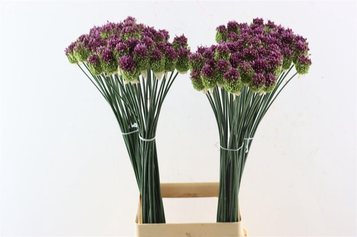 <h4>Allium Sphaerocephalon</h4>