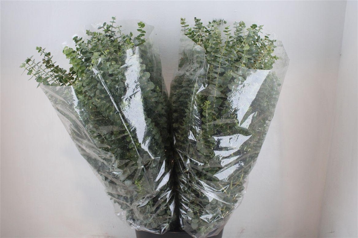 <h4>Euca Baby Blue 200gr P Bunch</h4>