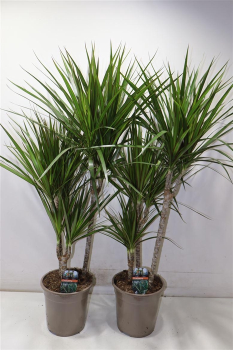 <h4>Dra Marginata</h4>