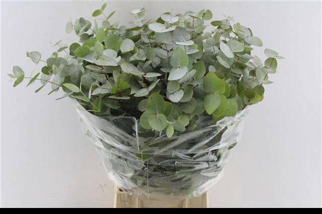 <h4>EUC CINEREA PER BOS</h4>