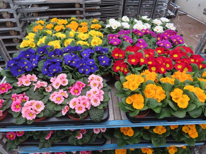 <h4>PRIM AC MIXK</h4>