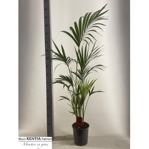 HOWEA FORSTERIANA