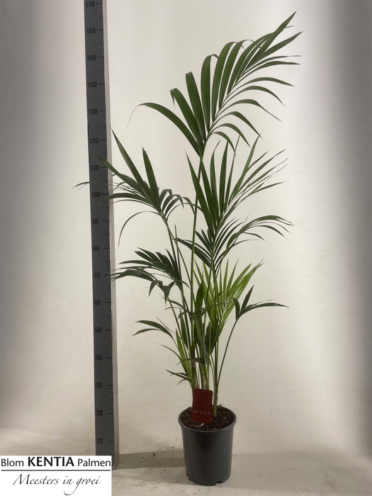 <h4>HOWEA FORSTERIANA</h4>