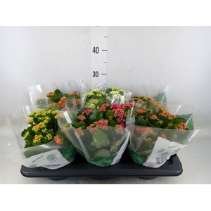 Kalanchoe blos. 'RosDon Collection'