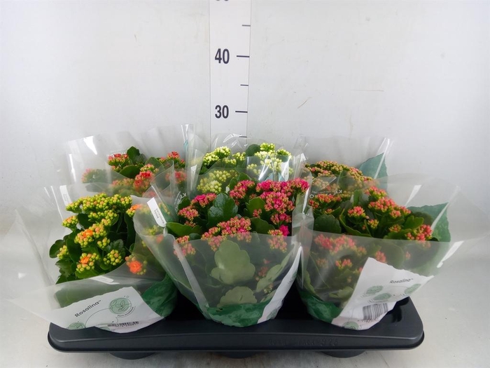 <h4>Kalanchoe blos. 'RosDon Collection'</h4>