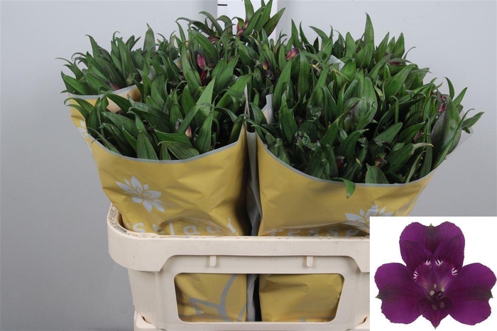 <h4>Alstr Morado</h4>