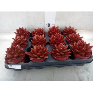 Echeveria  'Miranda'