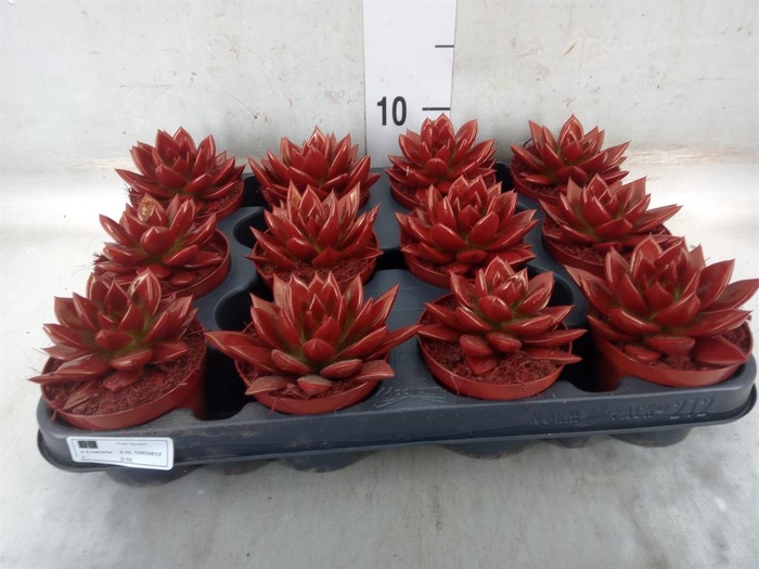 <h4>Echeveria  'Miranda'</h4>