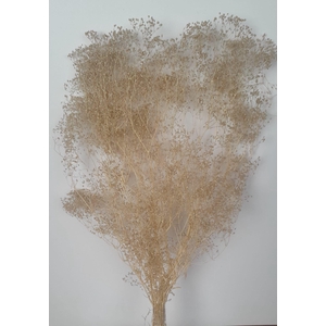 GESTABILISEERD GYPS MILLION STAR BEIGE