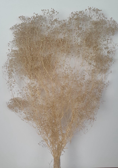 <h4>GESTABILISEERD GYPS MILLION STAR BEIGE</h4>