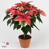 Poinsettia 13 cm Christmas Feelings® Pink