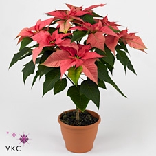 Poinsettia 13 cm Christmas Feelings® Pink