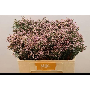 LIM SIN ANOUCHKA DIA