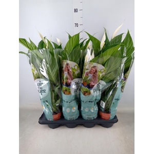 Spathiphyllum  'Sweet Chico'