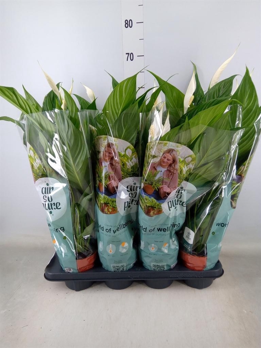 <h4>Spathiphyllum  'Sweet Chico'</h4>