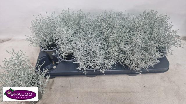 <h4>LEUCOPH BROWNII</h4>