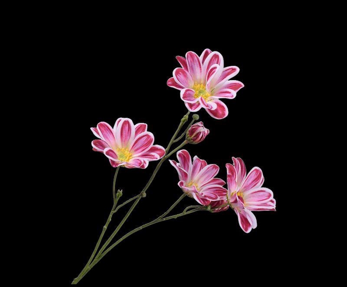 <h4>MARGRIET STEEL BEAUTY  65 cm</h4>