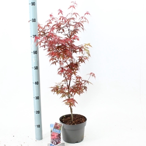 Acer palmatum Skeeters Broom