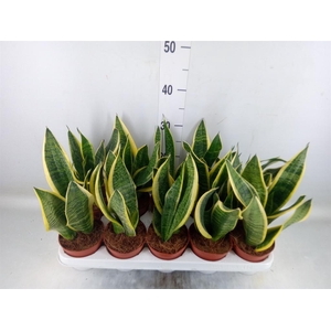 Sansevieria trifa. 'Futura Superba'